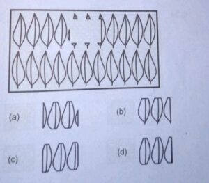 An image of the lot of single leaves.